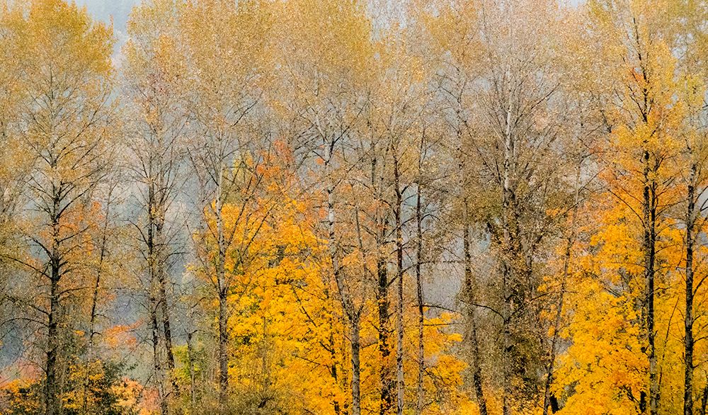 USA-Washington State-Preston-Cottonwoods trees in fall colors